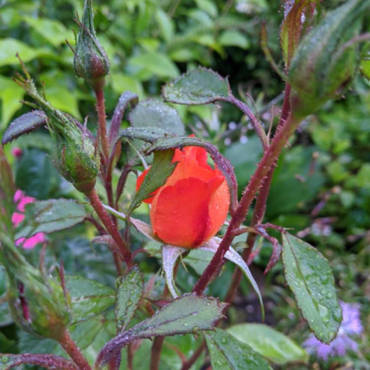 plant image 1365663 plant image 1365663