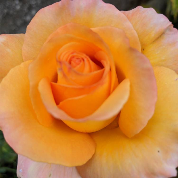 plant image 1369779