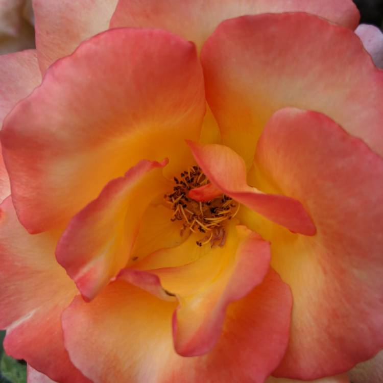 plant image 1371528