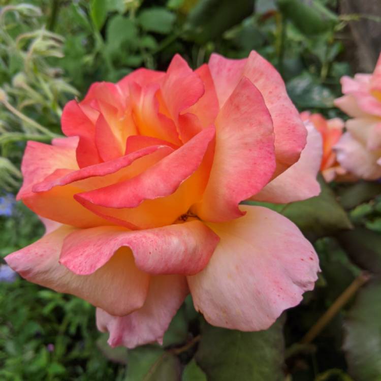 plant image 1372236