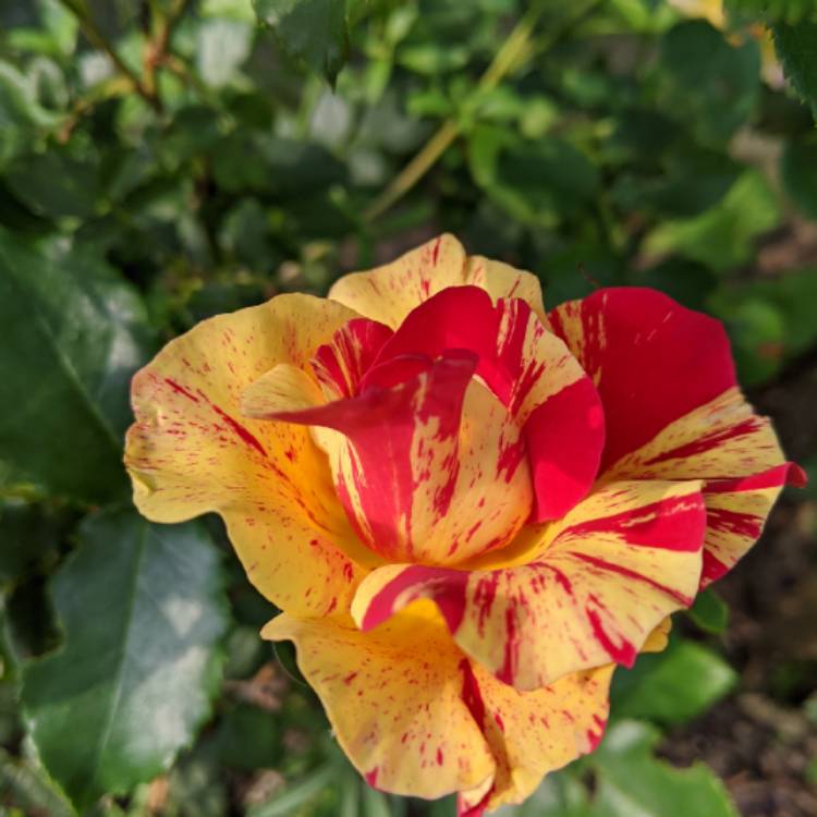 plant image 1373273 plant image 1373273