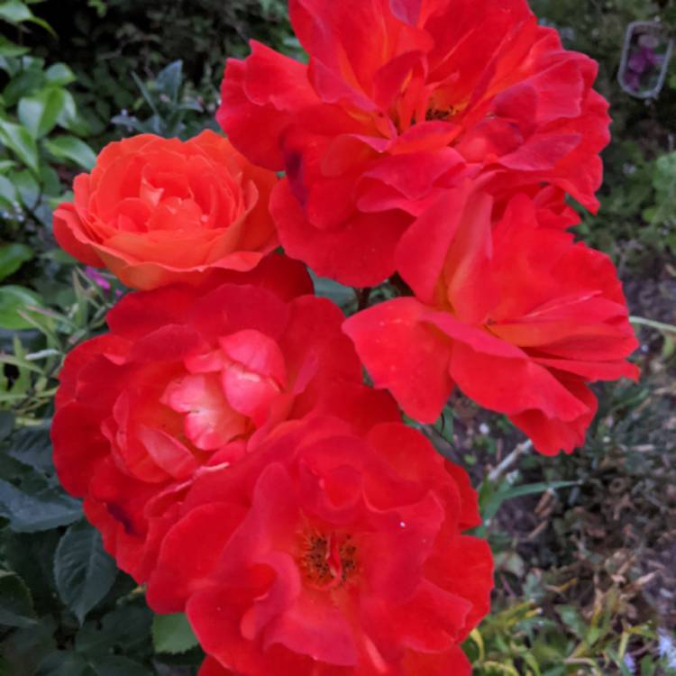 plant image 1373984 plant image 1373984