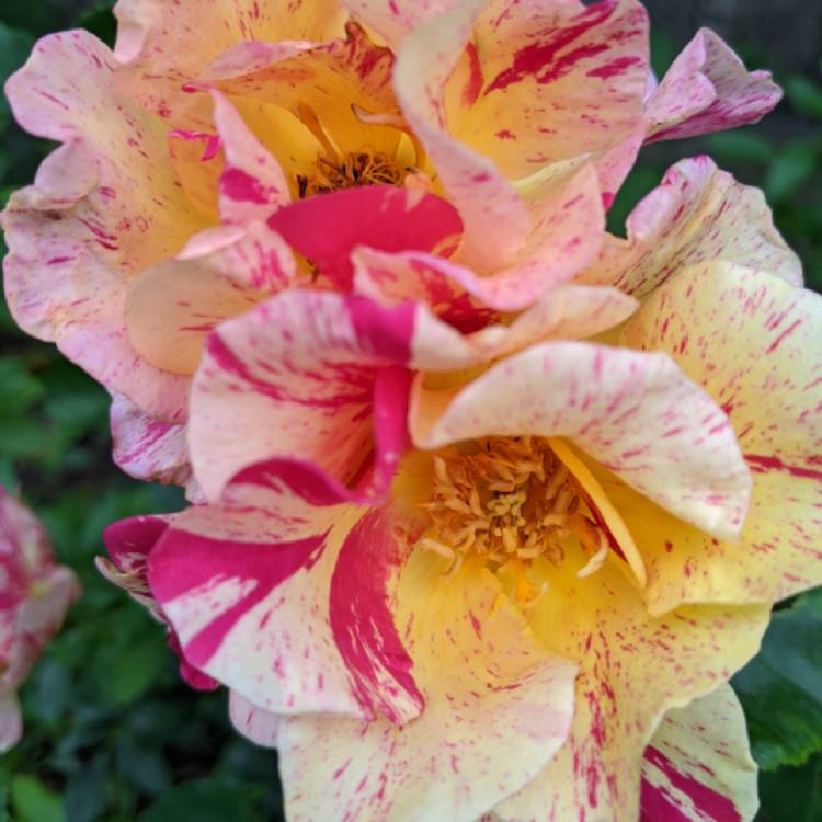 plant image 1374352 plant image 1374352