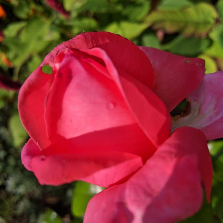 plant image 1376777 plant image 1376777