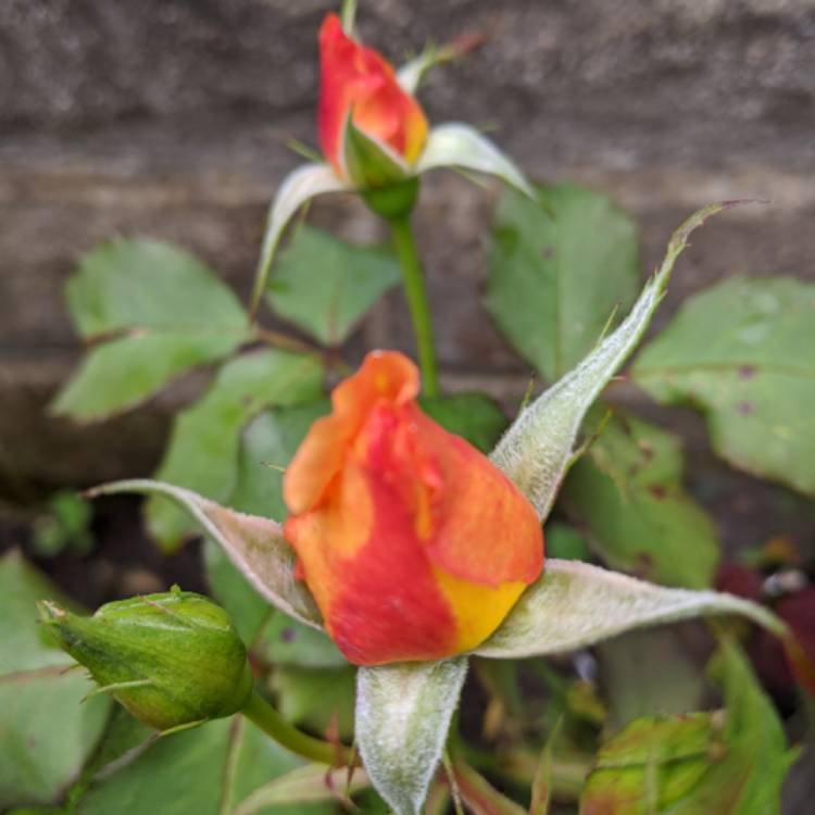 plant image 1387620