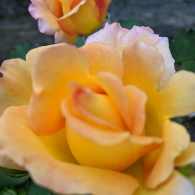 plant image 1389922