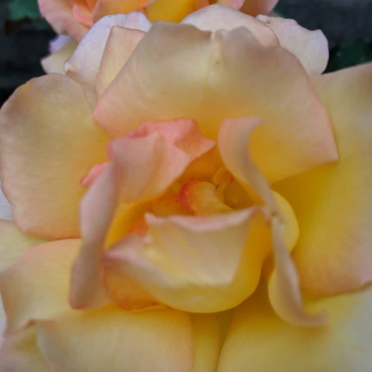 plant image 1391334