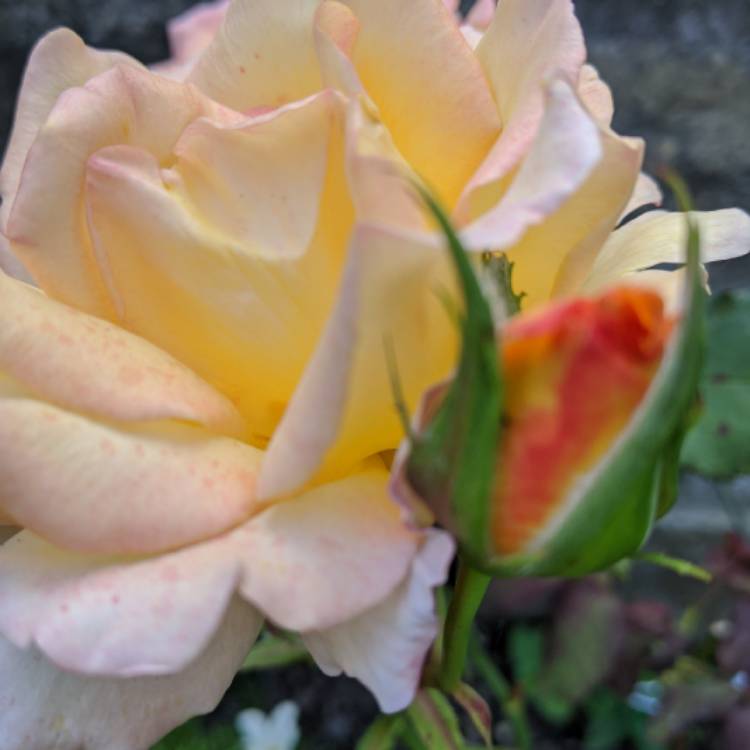plant image 1392766