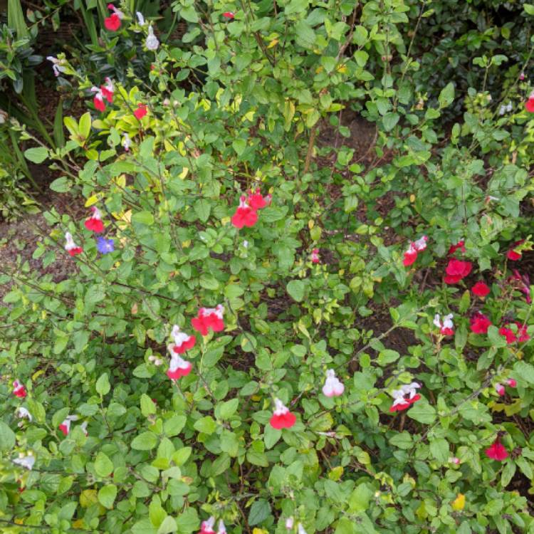 plant image 1393362 plant image 1393362
