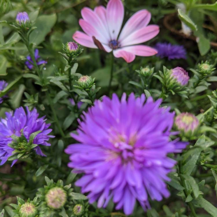 plant image 1394468 plant image 1394468