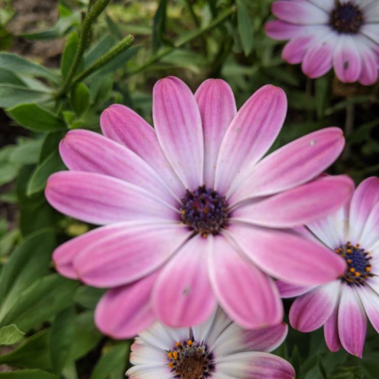 Plant image Osteospermum Serenity 'Pink Magic'