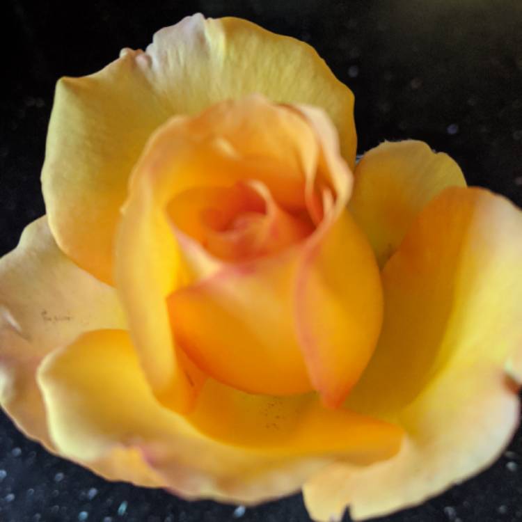 plant image 1395022