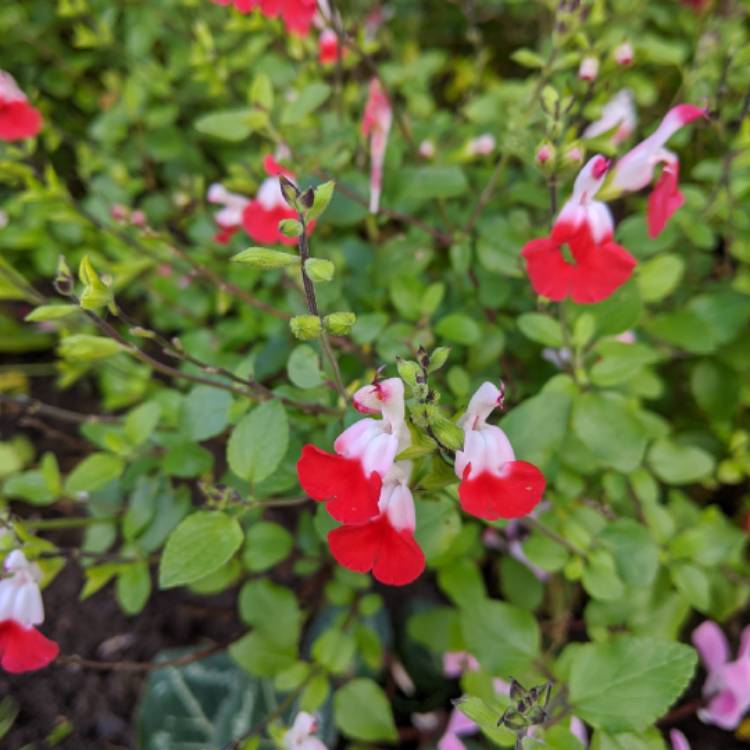plant image 1395667 plant image 1395667
