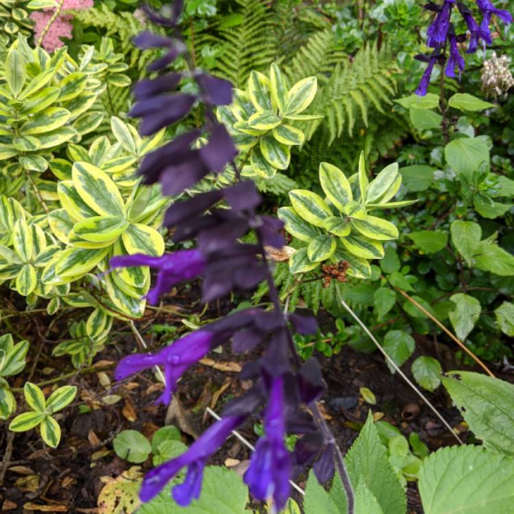 plant image 1395771 plant image 1395771