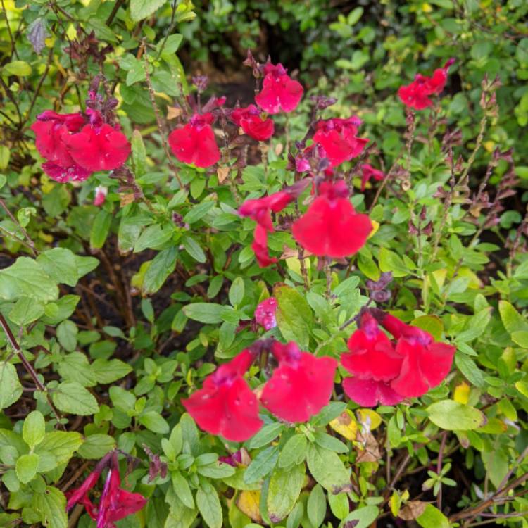 plant image 1395789