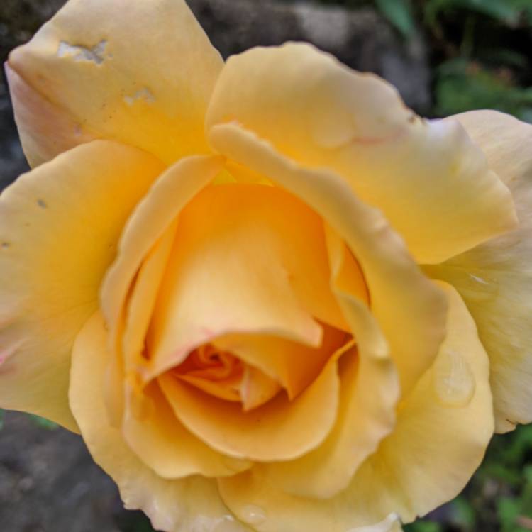 plant image 1399646