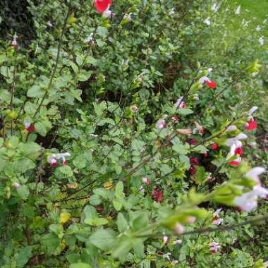 Salvia 'Hot Lips' syn. Salvia x jamensis 'Hot Lips', Salvia microphylla 'Hot Lips'