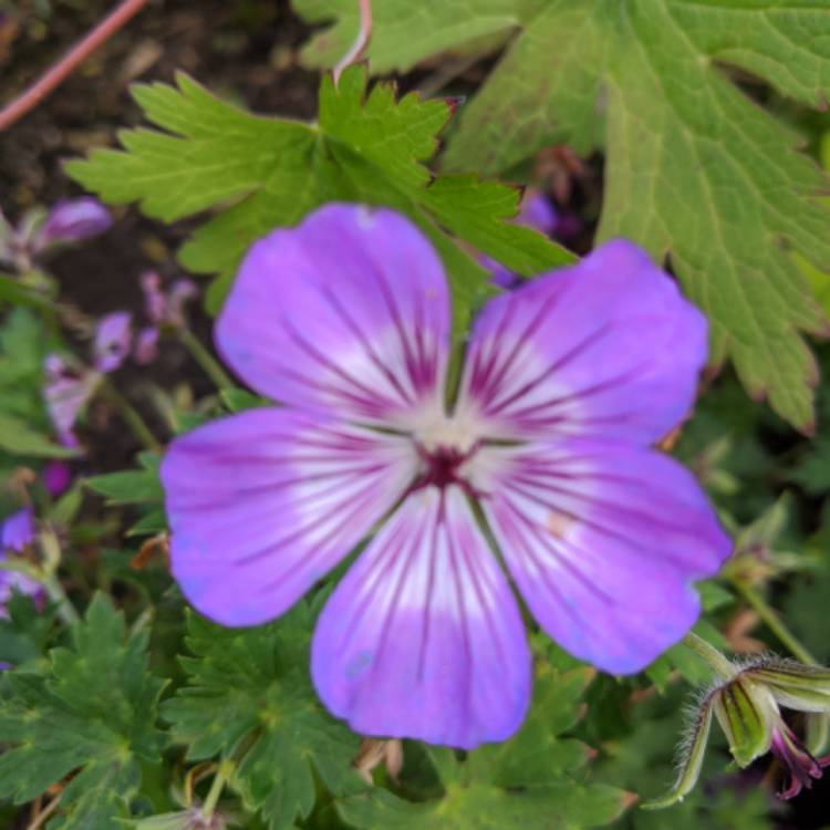 plant image 1402451 plant image 1402451