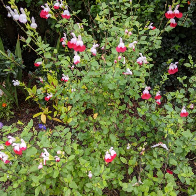 plant image 1404242 plant image 1404242