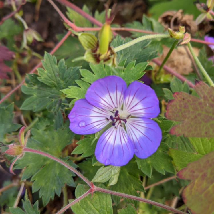 plant image 1416797 plant image 1416797