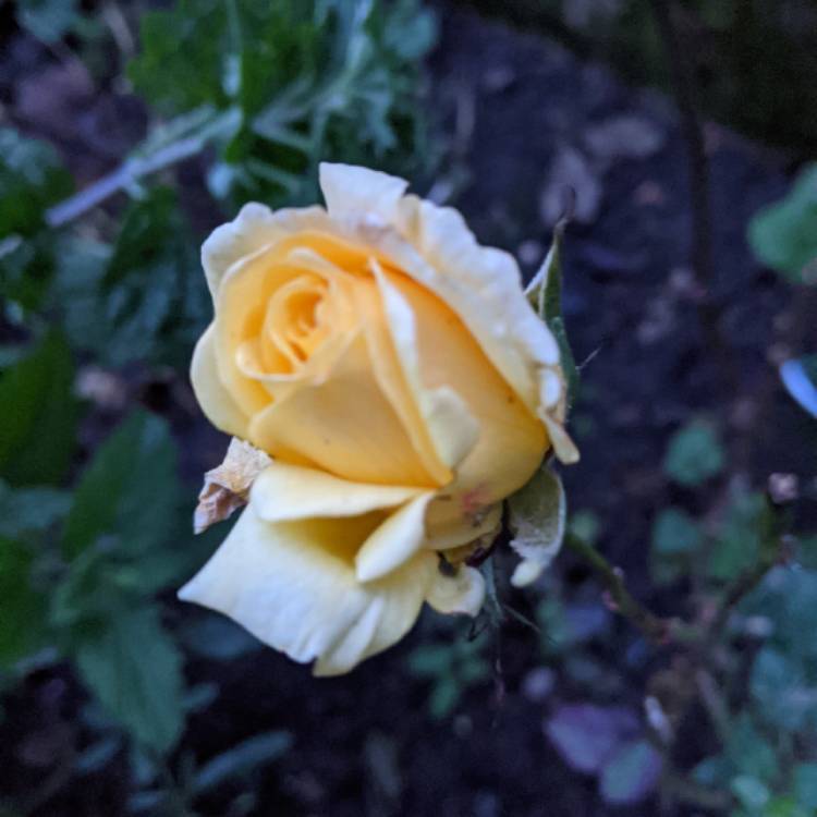 plant image 1422766