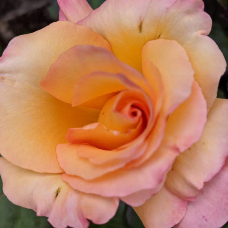 plant image 1500718