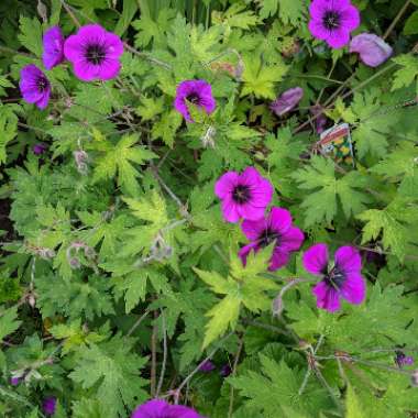 Geranium 'Ann Folkard'