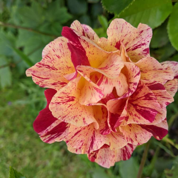 plant image 1503817 plant image 1503817