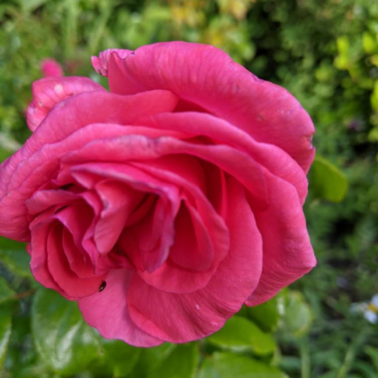 plant image 1509683 plant image 1509683