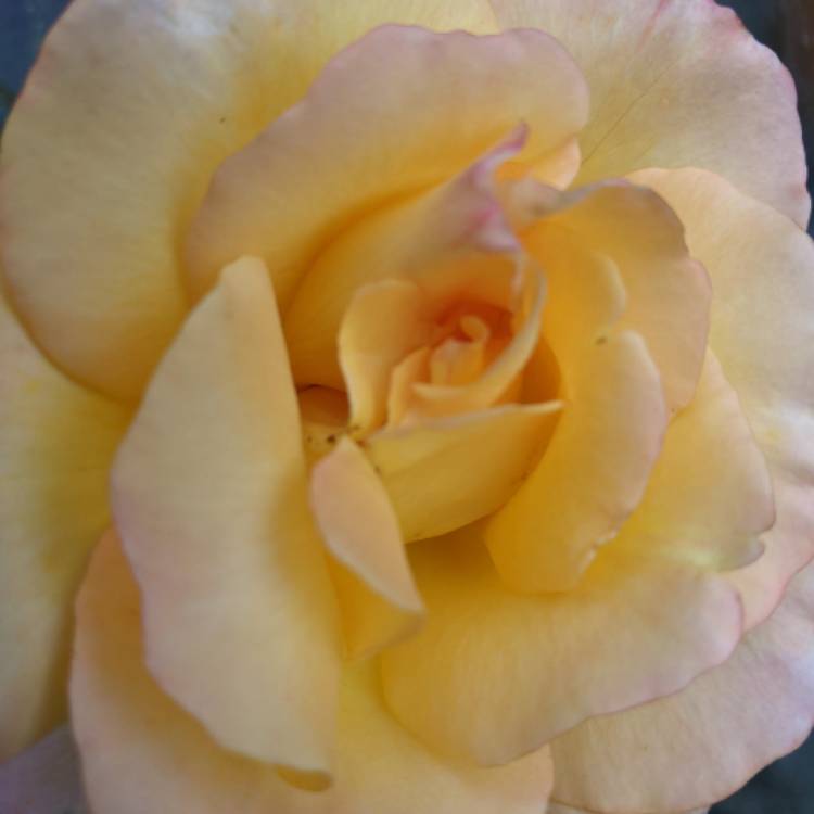 plant image 1529129