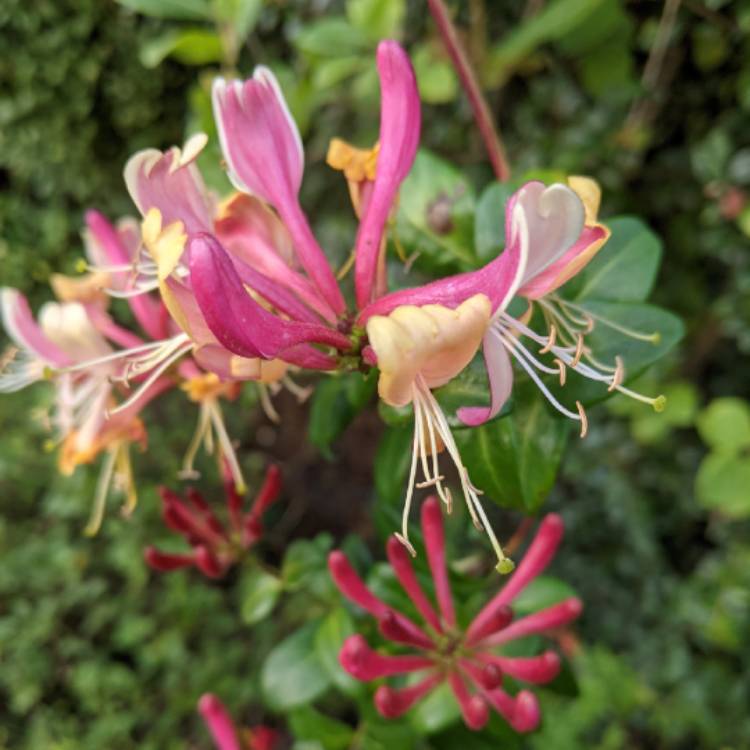 Plant image Lonicera periclymenum 'Belgica'