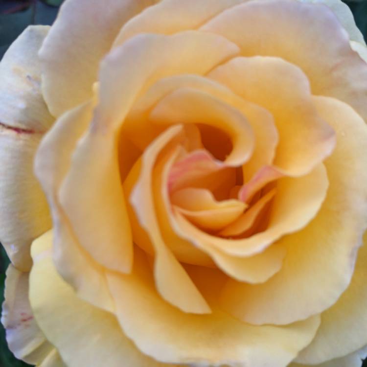 plant image 1547300