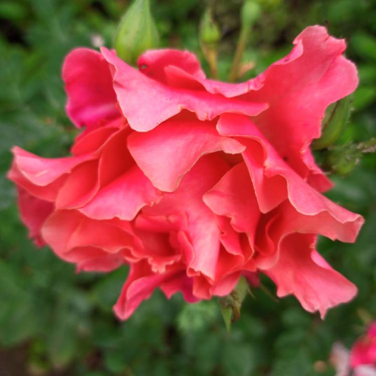 Plant image Rosa 'Chewalibaba' syn. Rosa 'Ali Baba', Rosa 'Sunset Glow', Rosa 'Schloss Bad Homburg', Rosa 'Alibaba'