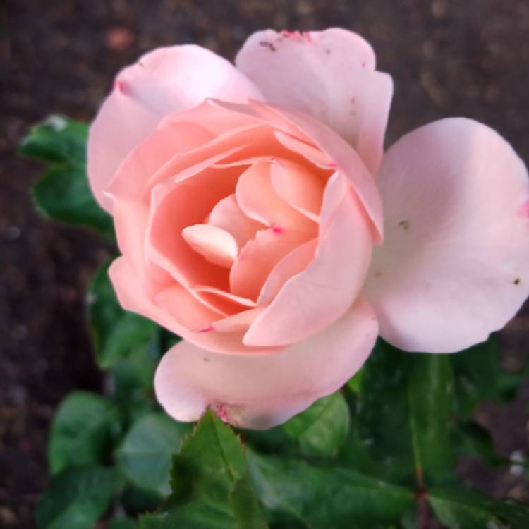 Plant image Rosa 'Poulsyng' syn. Rosa 'Clair Renaissance', Rosa 'Clair', Rosa 'Liliana'