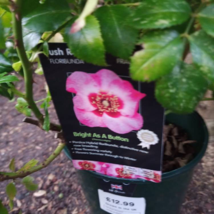 plant image 1627097
