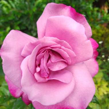 Rosa 'Fryniche' syn. Rosa 'Moody Blue', Rosa 'My Lovely Dad'