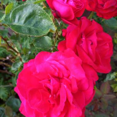 Rose 'Dame de Coeur'