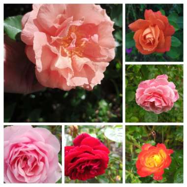 Chris's garden