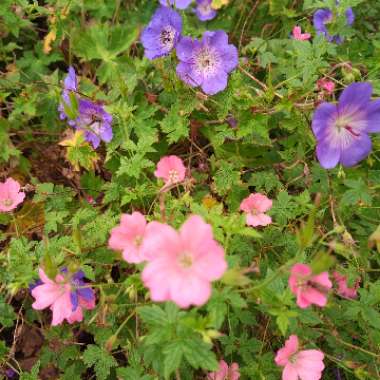 Chris's garden
