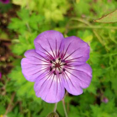 Chris's garden