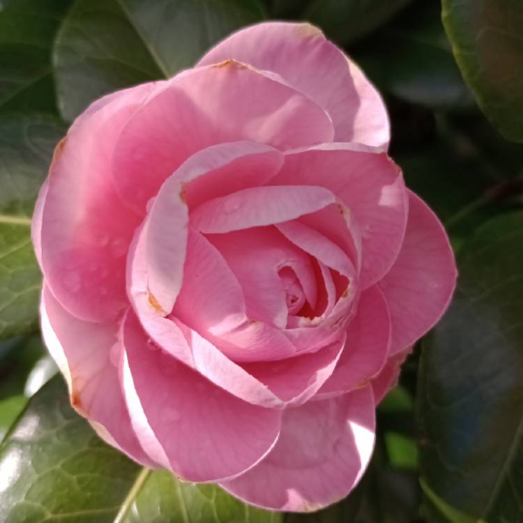 plant image 1703247 plant image 1703247