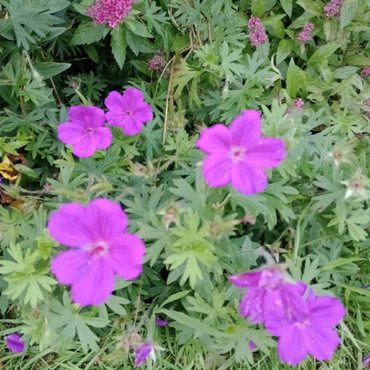 plant image 1720938