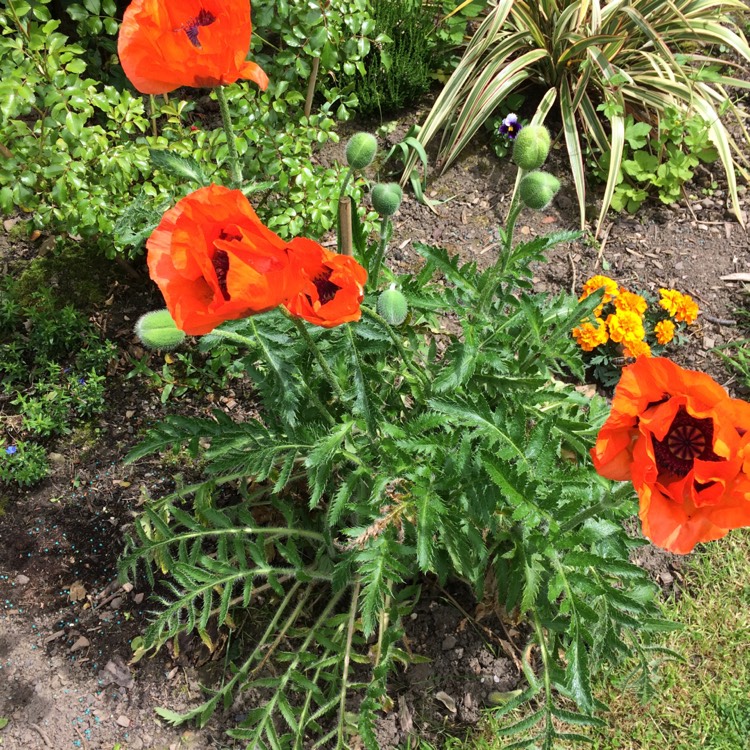Plant image Papaver orientale 'Brilliant'