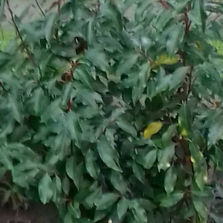 Plant image Prunus lusitanica 'Angustifolia'
