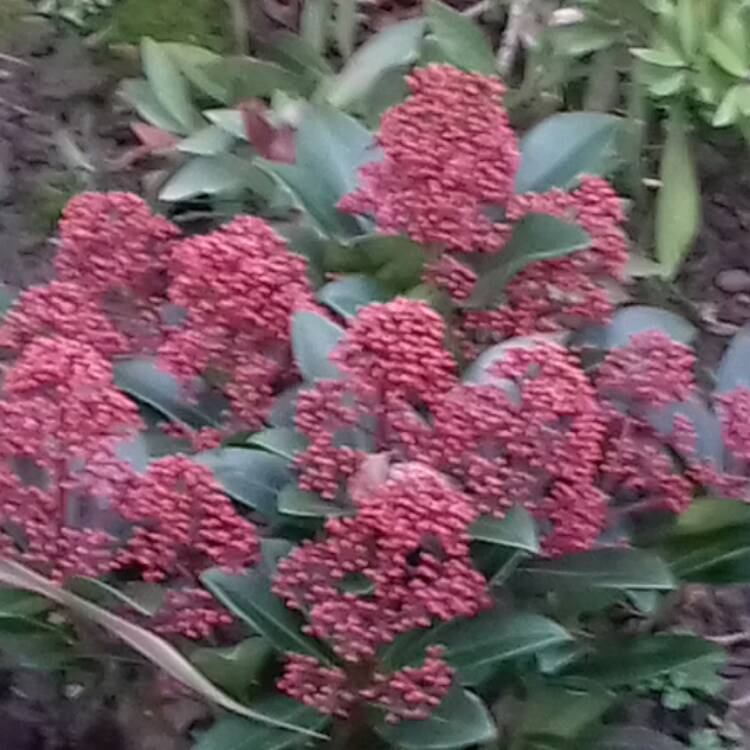 Plant image Skimmia japonica 'Inbolwi' syn. Skimmia japonica 'Intense'
