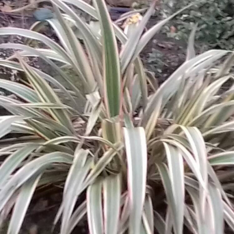 Plant image Cordyline 'Cha Cha'