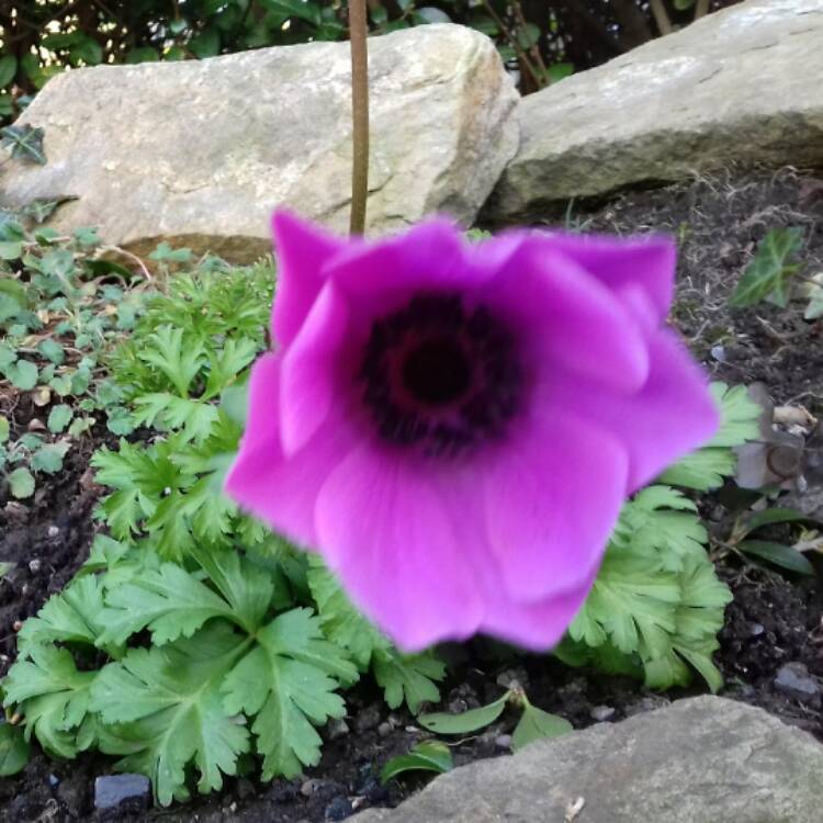 plant image 622336