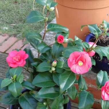 Camellia
