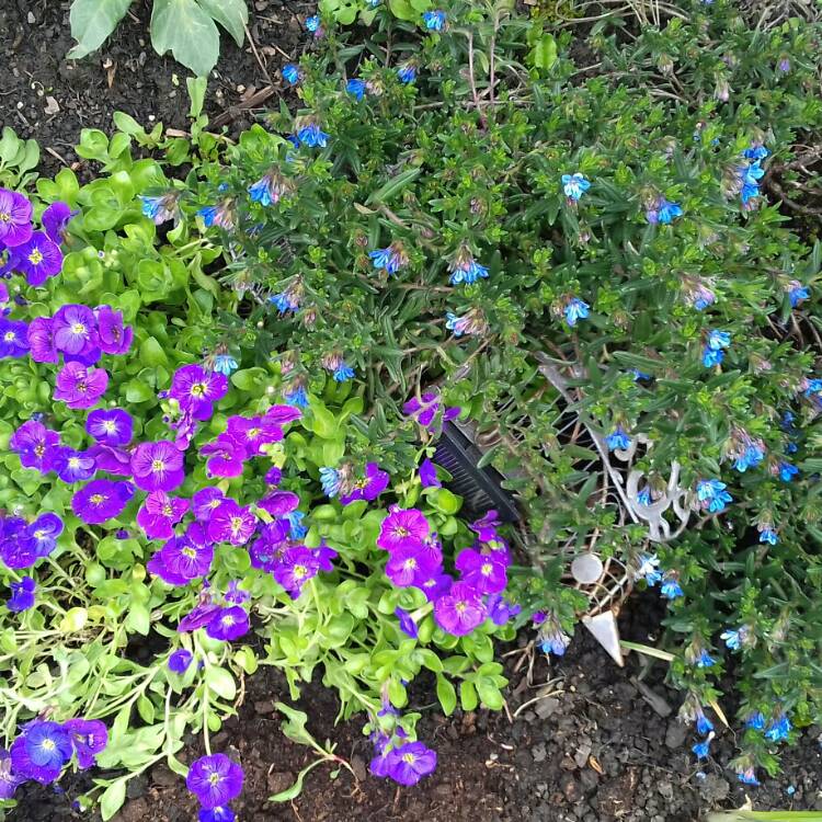 plant image 683448