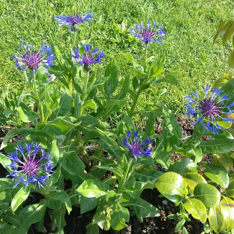 plant image 706095